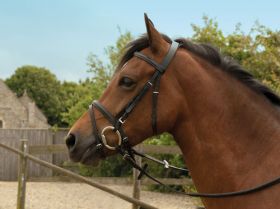 Windsor Equestrian Leather Bridle With Flash Noseband