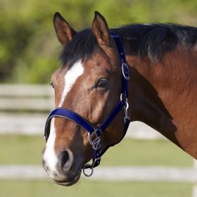 Bitz Deluxe Padded Headcollar - Black - Bitz