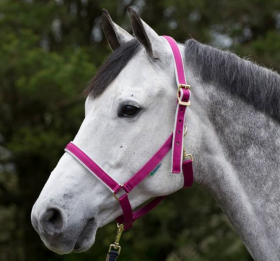 Bucas Dublin Padded Luxury Headcollar  Berry