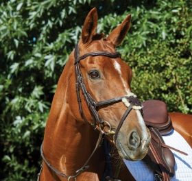 Collegiate ComfiTec Grackle Bridle - Brown - Collegiate