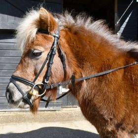 Windsor Small Pony Flash Bridle(inc Reins) - Windsor