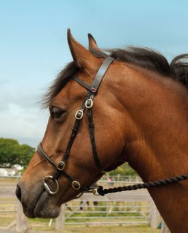 Windsor Equestrian In Hand Bridle