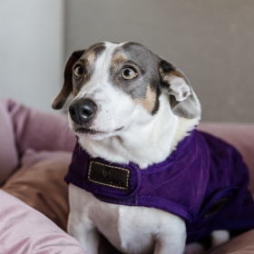 Kentucky Dog Coat - Purple -  Kentucky Horsewear