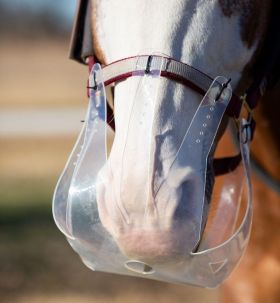 ThinLine Flexible Filly Grazing Muzzle - ThinLine