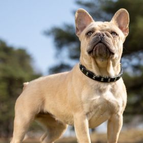 LeMieux Chelsea Dog Collar - Black -  LeMieux