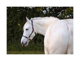 Cameo Equine Anatomic Leather Headcollar Black/Rose Gold -  Cameo Equine