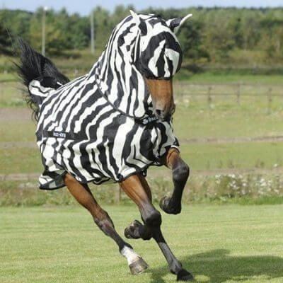 Zebra Print Rugs and Horse Wear
